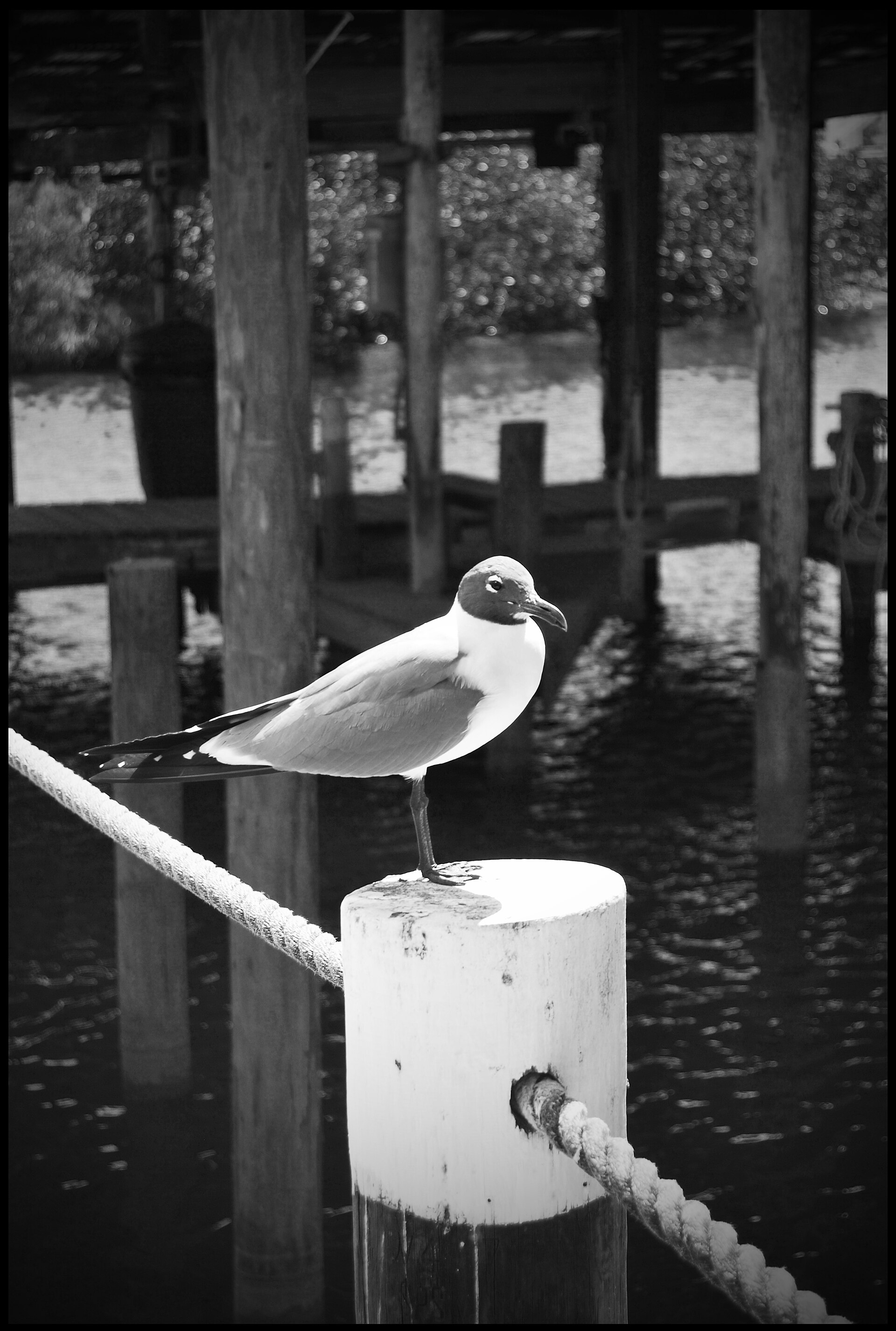 Adventure Yacht Harbor Marina