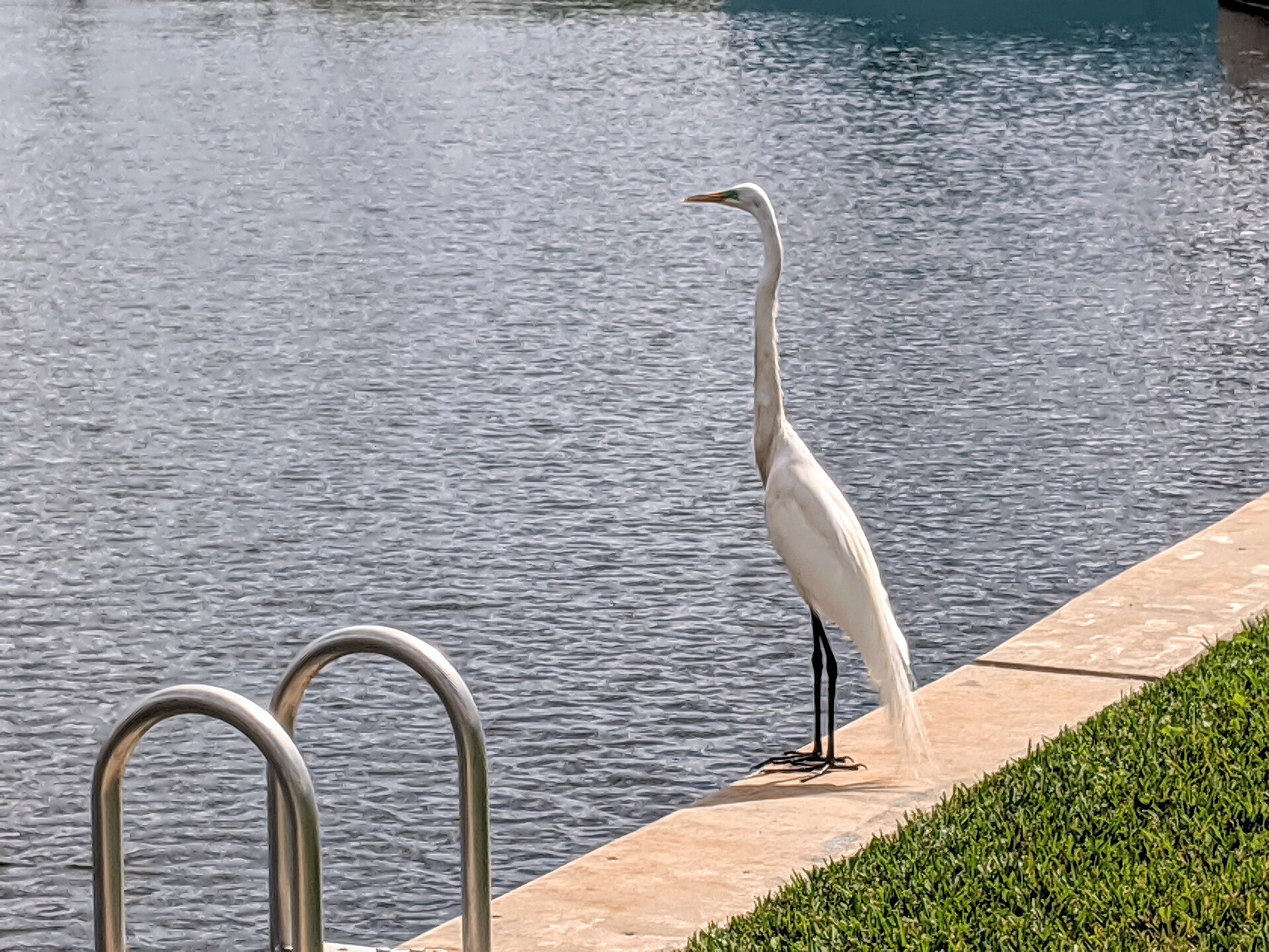 Hollywood Studios Dock