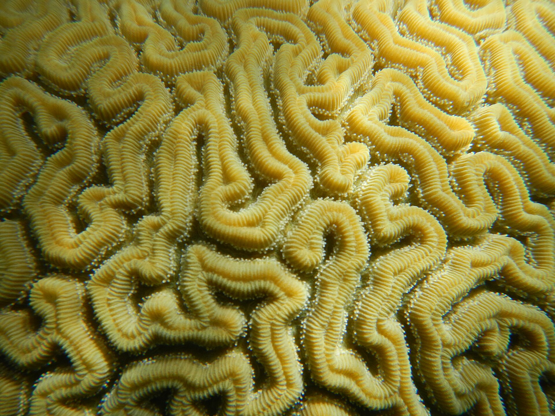 Muelle de Esperanza