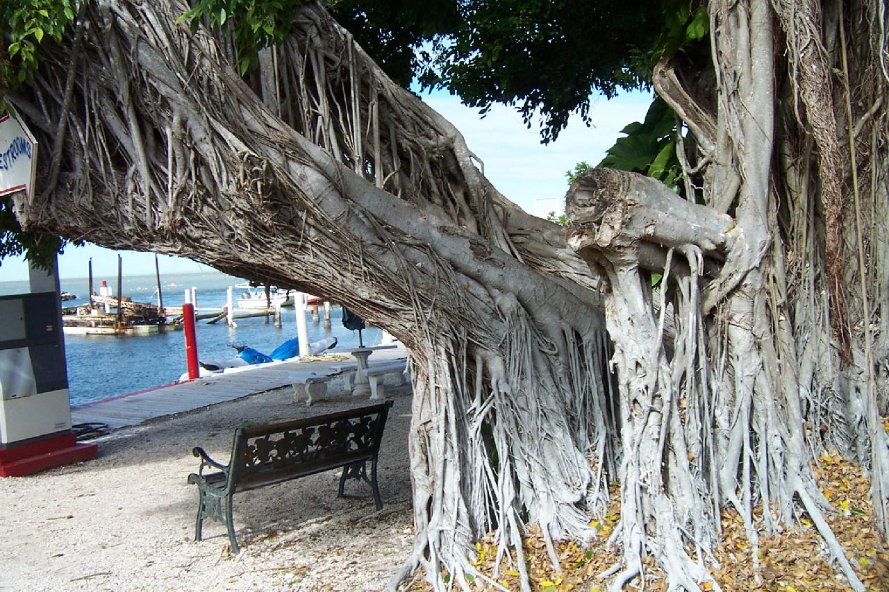 View near Robbie's Marina